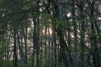 Low angle view of bamboo trees in forest