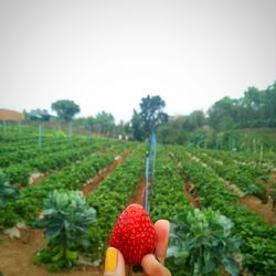 Close-up of hand holding fruit on field against clear sky