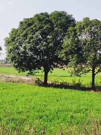 Trees on field against clear sky