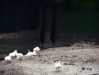 Close-up of birds