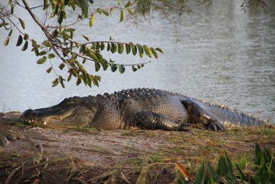 Close-up of crocodile in river