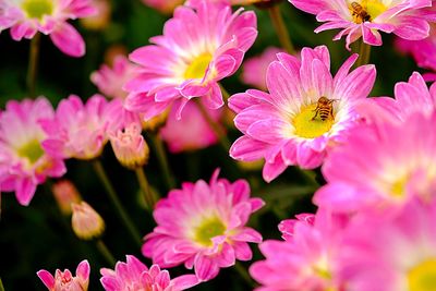 Close-up of bee on pink flower