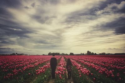 Plants growing on field against cloudy sky