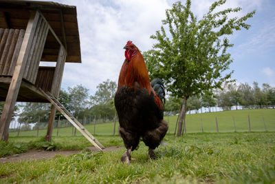 View of a bird on field