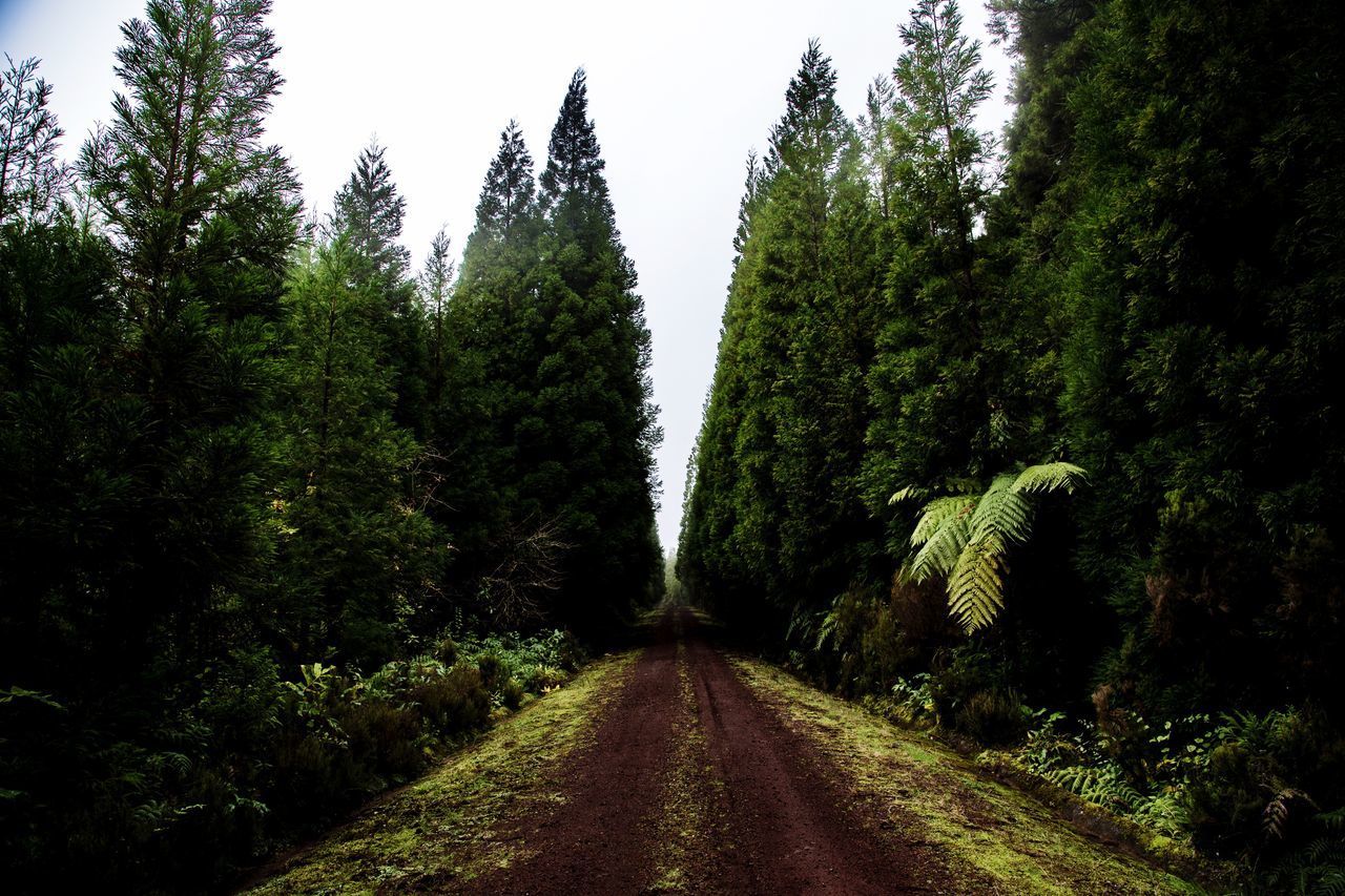 ROAD AMIDST TREES IN FOREST