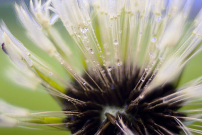 Close-up of wet plant