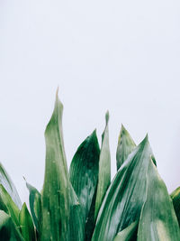 Close-up of banana against white background