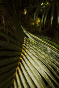 Full frame shot of palm leaves