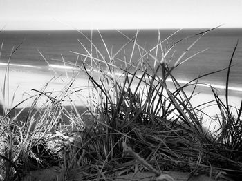 Close-up of grass by sea against sky