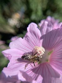 Close-up of insect on pink flower