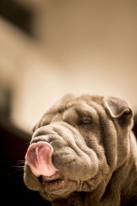 Close-up of a dog resting