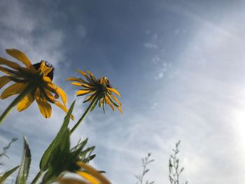 Close-up of flowers blooming against sky