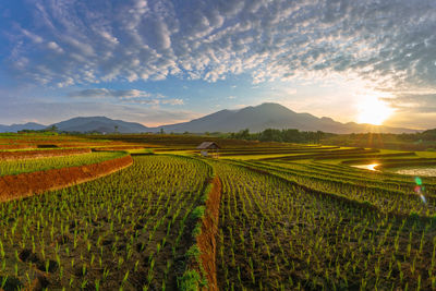 Scenic view of agricultural field against sky during sunset