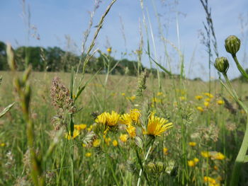 Close-up of yellow flowering plants on field against sky