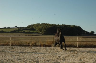 Horse cart in field against sky