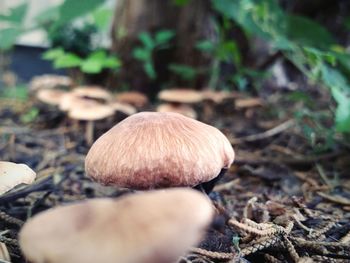 Close-up of mushroom growing on field