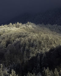 Pine trees in forest during winter