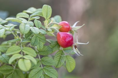 Close-up of strawberry growing on plant