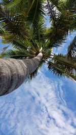 Low angle view of coconut palm tree against sky