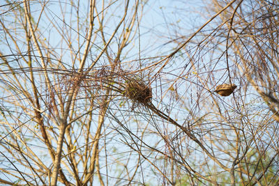 Low angle view of bird perching on bare tree