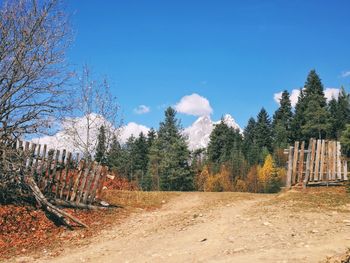 Panoramic shot of trees on field against sky