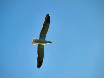 Low angle view of birds flying against blue sky