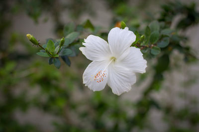 Close-up of white flowering plant