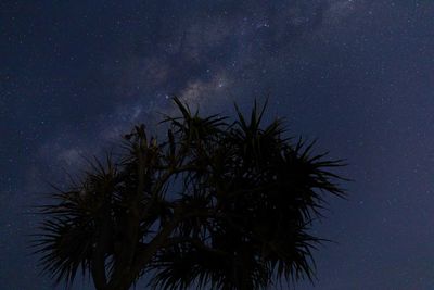 Low angle view of palm trees against sky at night