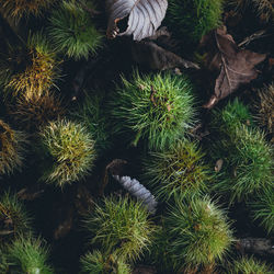 High angle view of succulent plant