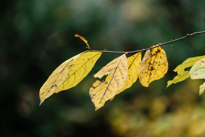 Close-up of yellow autumn leaf