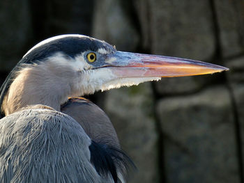 Close-up of bird, blue heron