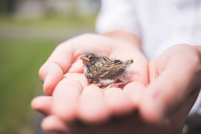 Close-up of hand holding small bird