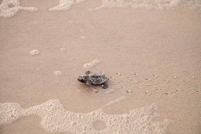 Hatchling baby loggerhead sea turtles caretta caretta climb make their way to the ocean