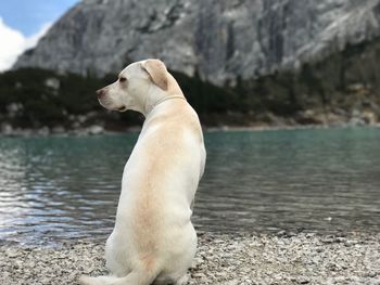 Close-up of dog on water