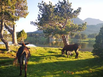 Horses in a field