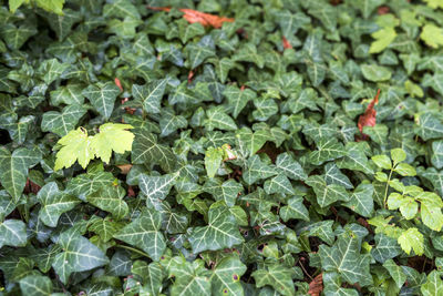 Full frame shot of vegetables