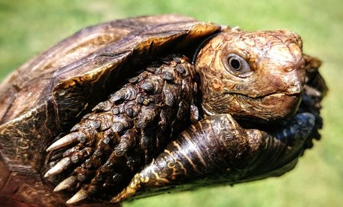 Close-up of a lizard