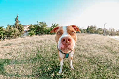 Portrait of dog standing on field