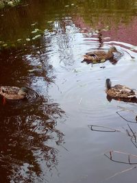 High angle view of ducks swimming in lake