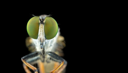 Close-up of insect over black background