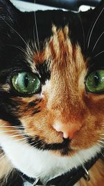 Close-up of cat