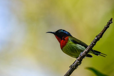 Close-up of bird perching on branch