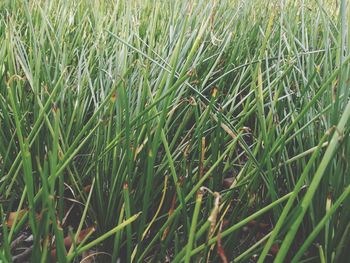 Full frame shot of wheat field