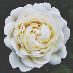 Close-up of rose