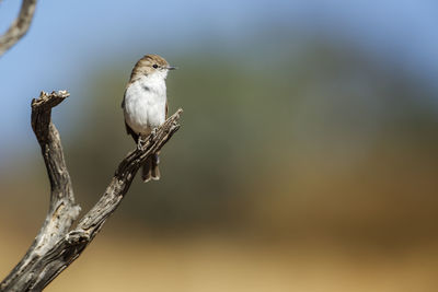 Close-up of bird perching on branch