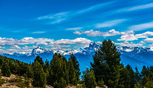 Panoramic view of pine trees and mountains against blue sky