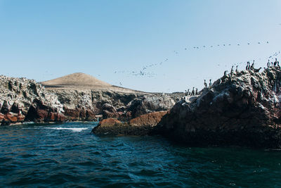 Bird flying over sea