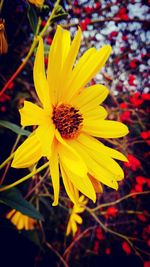 Close-up of yellow flower