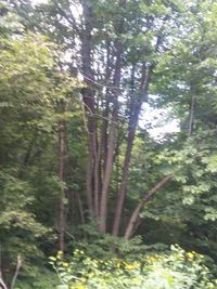 Defocused image of trees and plants in forest