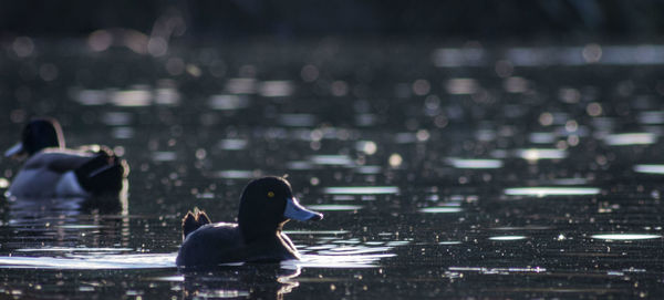 Bird swimming in lake